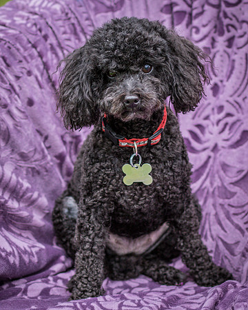 Foster Mindy-7530