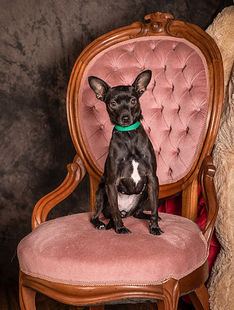 Foster Elvira-0136