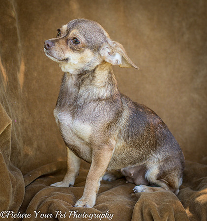 Foster Tango-6443