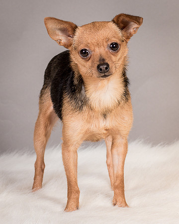 Foster Pixie-3467