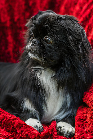 Foster Prince-0919