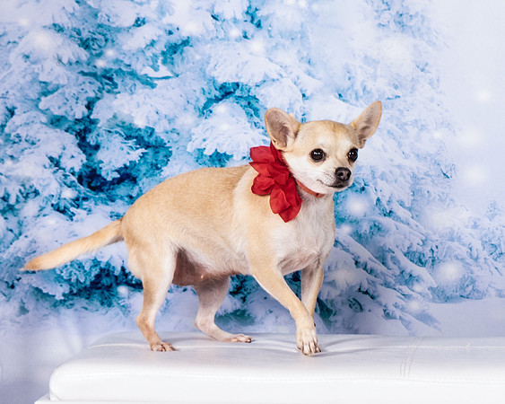 Foster Josefina-4613