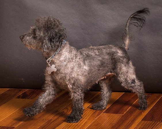 Foster Mokey-2021