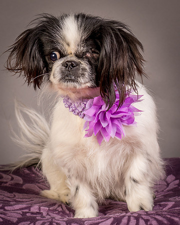 Foster Gypsy Rose-8026