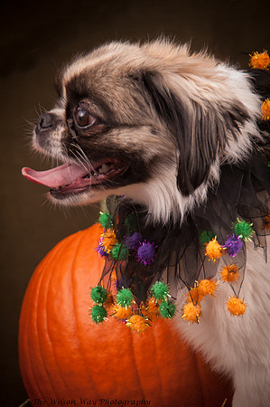 Foster Missy-7571