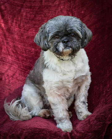 Foster Misha-8463
