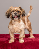 Foster Toffee-4596