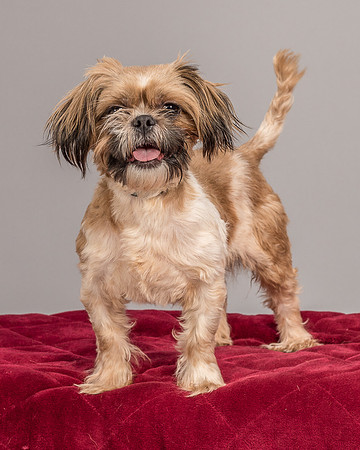 Foster Toffee-4596