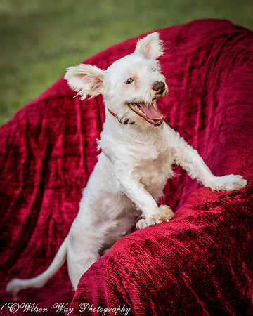 Foster Bambi-4029