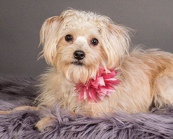Foster Henrietta-8704