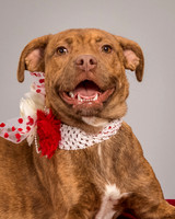 Foster Pumpkin-4652