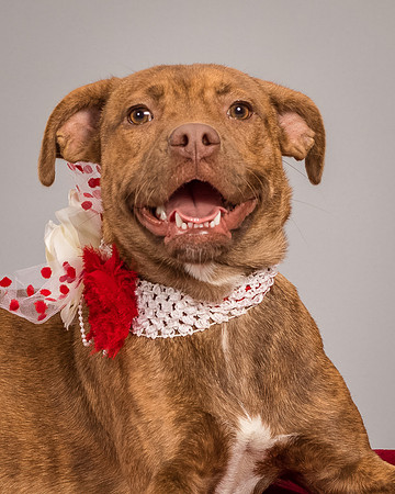 Foster Pumpkin-4652