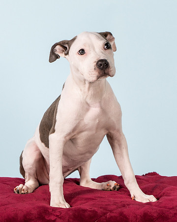 Foster Luna-4716