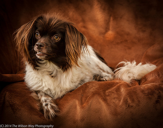 Foster Cerise-2358