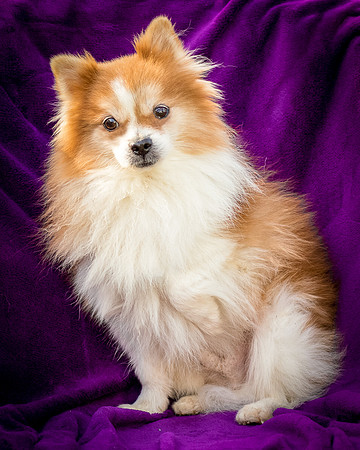 Foster Kermit-8883