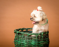 Foster Frida-2-3
