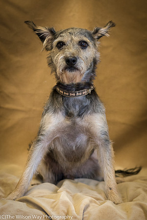 Foster Genghis-0243