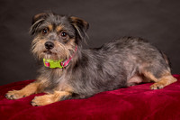 Foster Nadine-9587