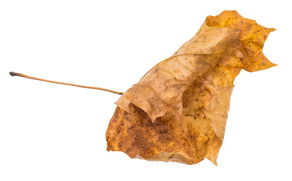 Leaf_51