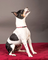 Foster Pollyanna-3817