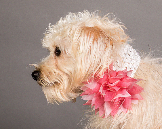 Foster Henrietta-8673
