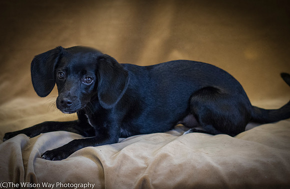 Foster Capri-0583