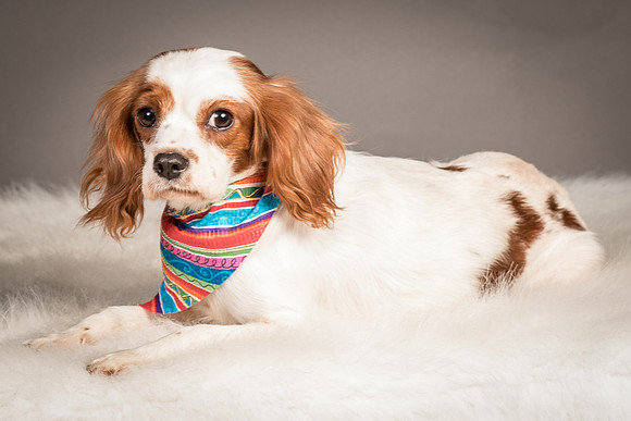 Foster josephina-4083