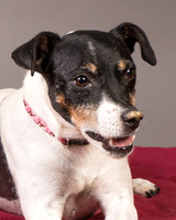 Foster Pollyanna-3822