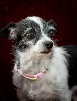 Foster Olive-7686
