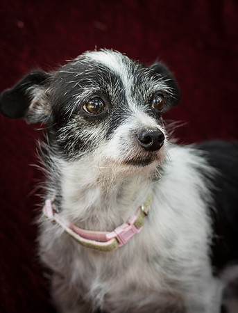 Foster Olive-7686