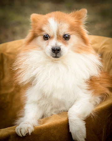 Foster Kermit-8981