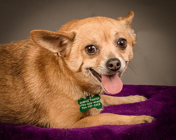 Foster Dobby-8167