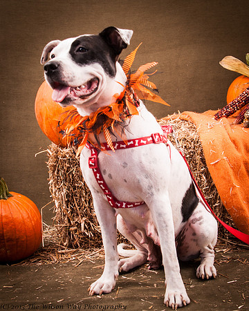 Foster snoopy-7443