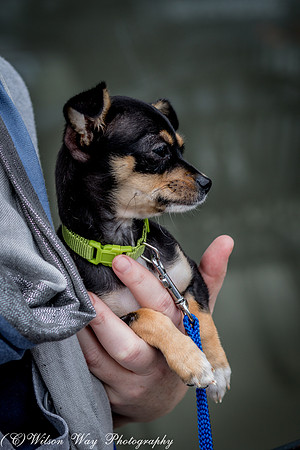 Foster Dandelion-9132