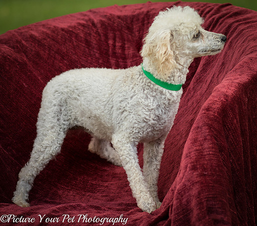 Foster Betty White-3027