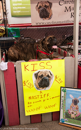 Carolina Mastiff Rescue-0654