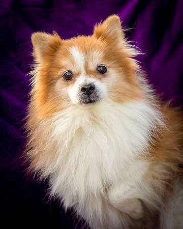 Foster Kermit-8896