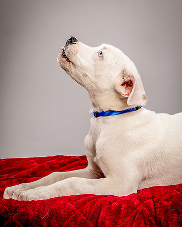 Foster Alvin-4775