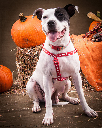 Foster snoopy-7432