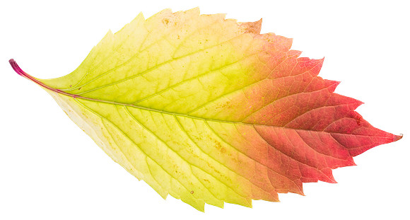 Leaf_17