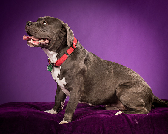 Daisy and Renegade-2580