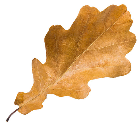 Leaf_33