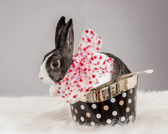 Foster Rabbit Penelope-4704