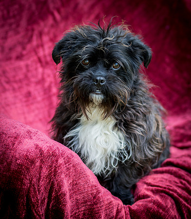Foster Lady Elaine-8568