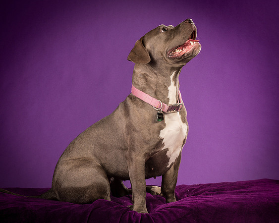 Daisy and Renegade-2555