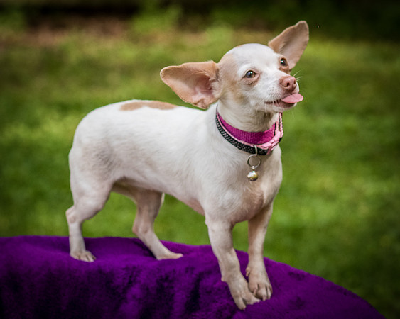 Foster Mrs C-8131