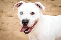 Buddy-1472