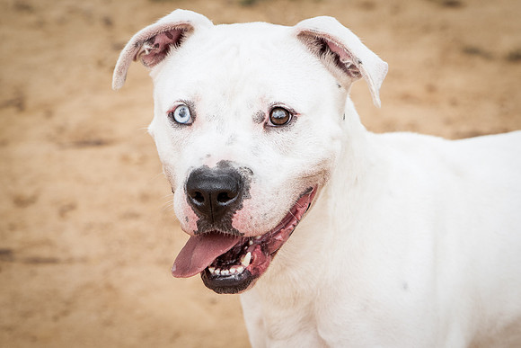 Buddy-1472