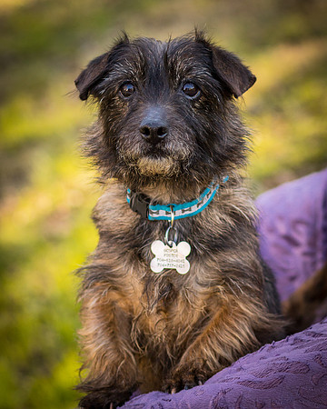Foster Inky-4167