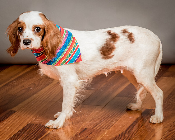 Foster josephina-3982